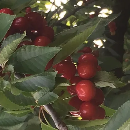 Apartamento I Ciliegi