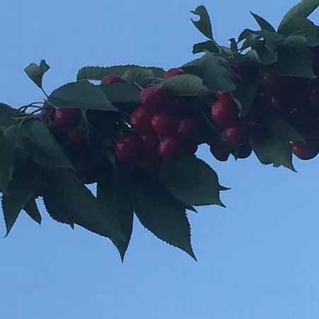 Διαμέρισμα I Ciliegi Μονκαλιέρι